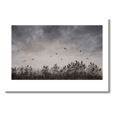 Calm After the Storm - Crows in Ireleth, Askam-in-Furness, Cumbria